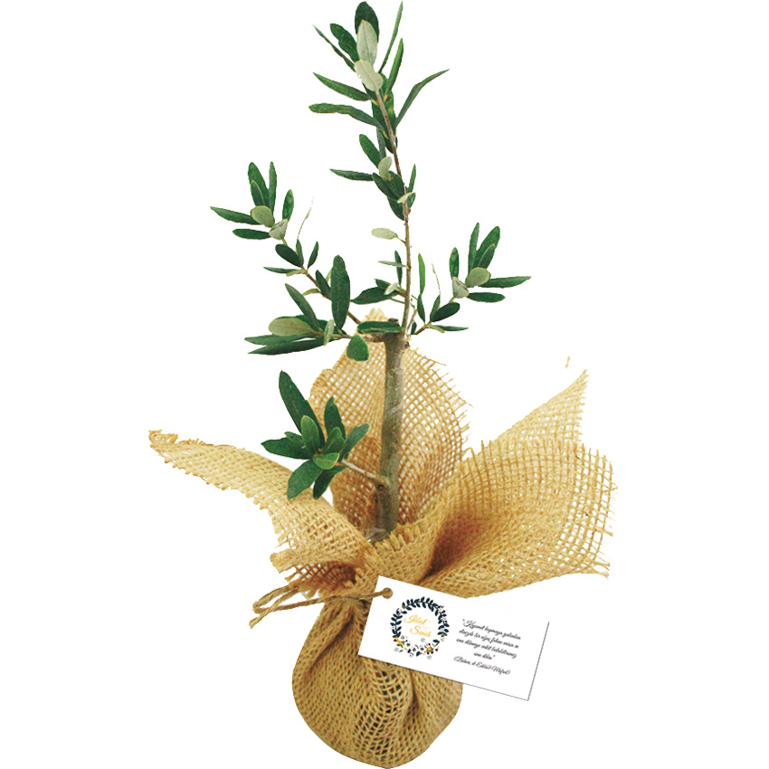 FD-2015 Jüt kumaş içerisinde canlı ağaç fidanı - 14836